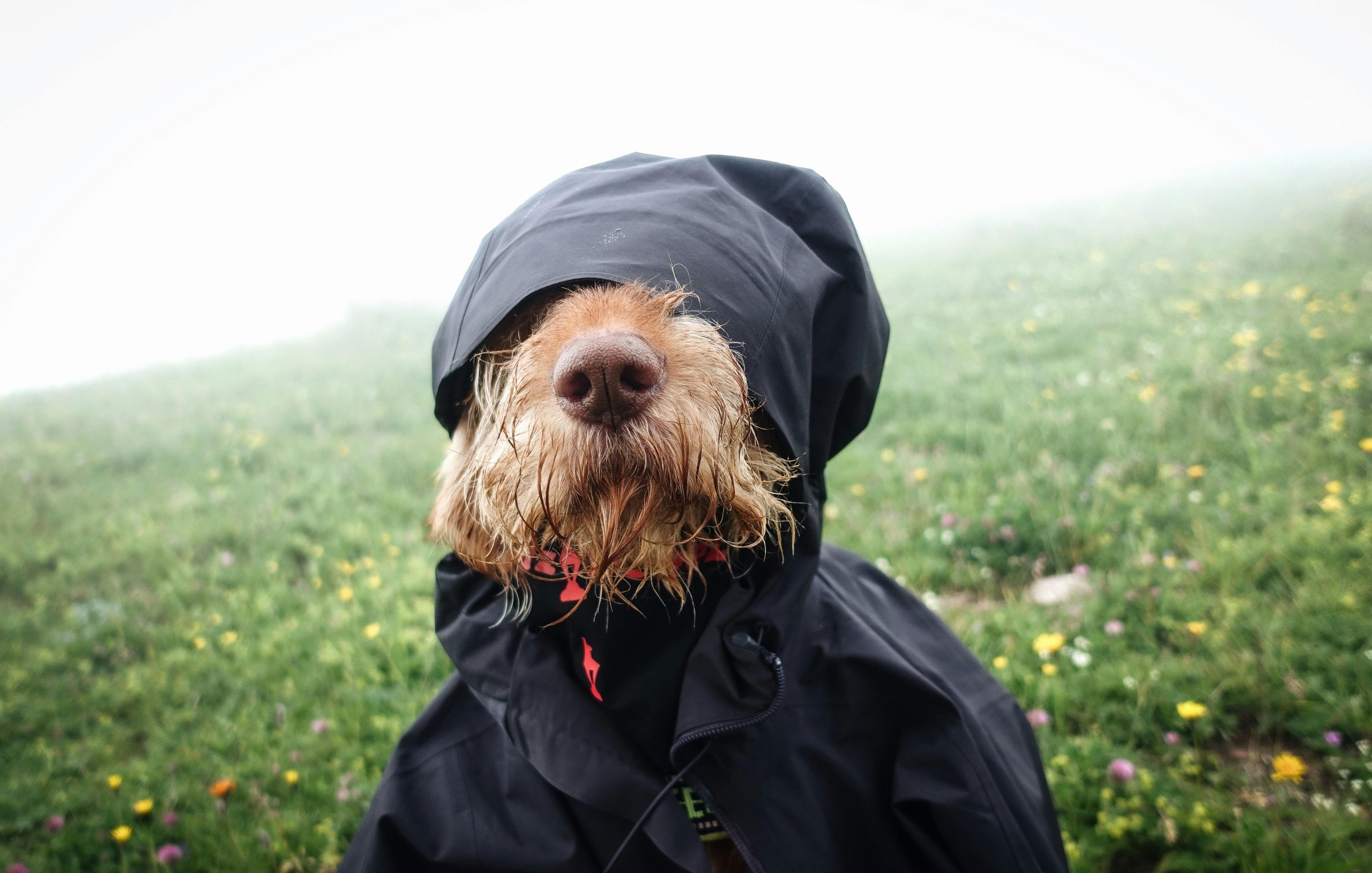 Zdjęcie do artykułu: Bedlington Terrier - zwinny myśliwy o niezwykłym wyglądzie